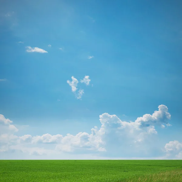 Зеленый луговой пейзаж — стоковое фото
