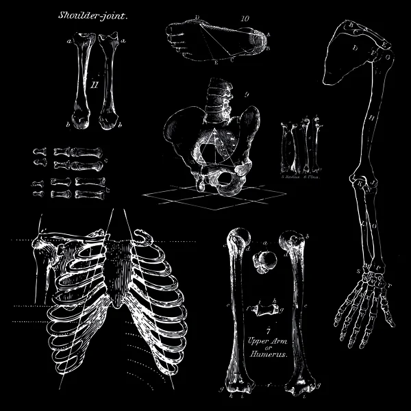 Huesos humanos — Archivo Imágenes Vectoriales