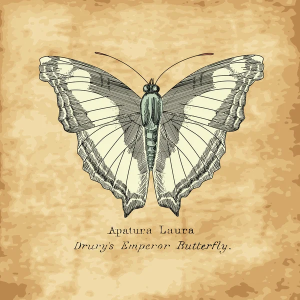 Mariposa vintage — Archivo Imágenes Vectoriales