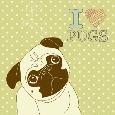 küçük pug