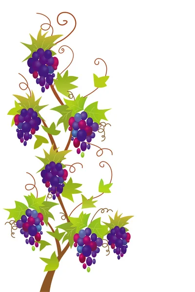 Grapevine border — Stock Vector