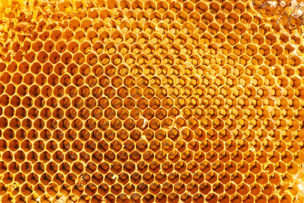 黄金の黄色のハニカムまたは自然の光で蜂の巣 質感と背景の概念 — ストック写真