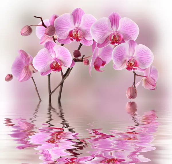 Orquídeas cor-de-rosa com reflexo de água — Fotografia de Stock