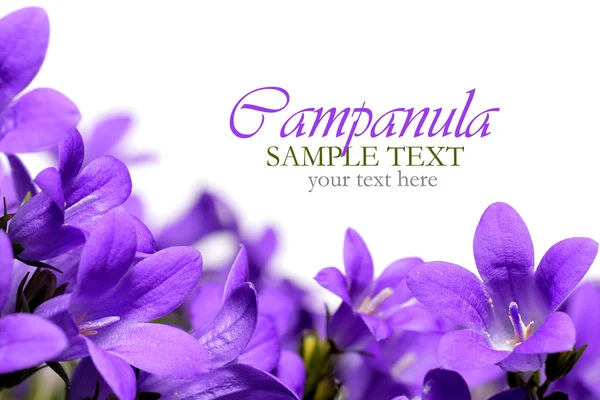 çan çiçeği bahar çiçekleri kenarlık