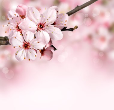 Spring blossom  flowers clipart