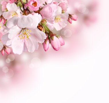 Pink spring blossom border background clipart