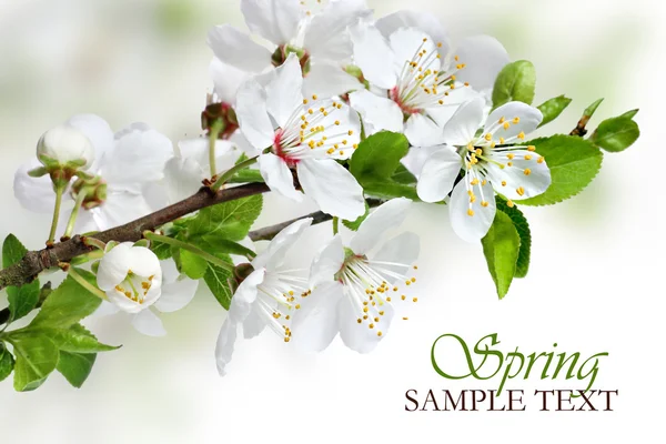 Frühlingsblüten-Design mit weißen Blumen — Stockfoto