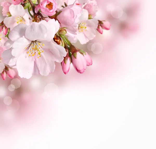 Pink spring blossom border background