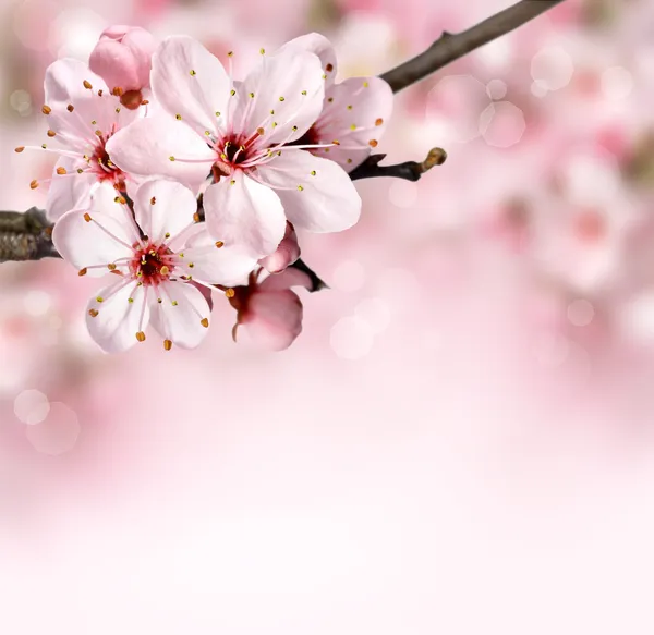 Voorjaarsbloesem bloemen Rechtenvrije Stockafbeeldingen