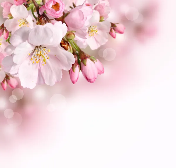 Fondo de borde de flor rosa primavera Imagen De Stock