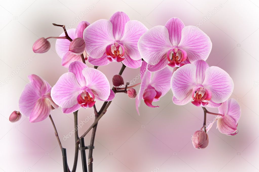 Pink orchids design