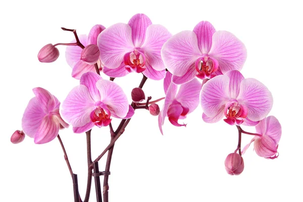 Orchidee Phalaenopsis Images Libres De Droit Photos De Orchidee Phalaenopsis Depositphotos Orchidee Phalaenopsis Images Libres De Droit Photos De Orchidee Phalaenopsis Depositphotos