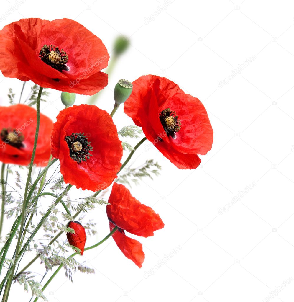 Poppy Flowers Stock Photo By C Pics4ads 20799605