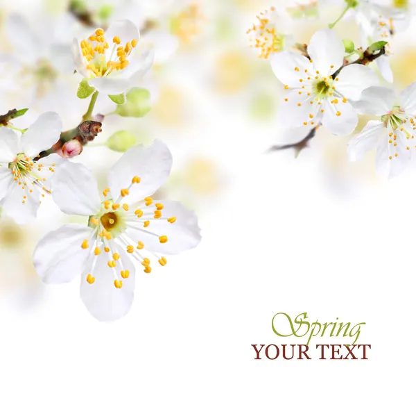 Spring blossom background with white flowers