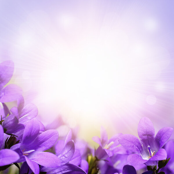 Purple campanula spring flowers background