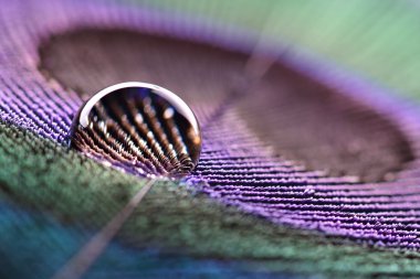 Waterdrop peacock feather on