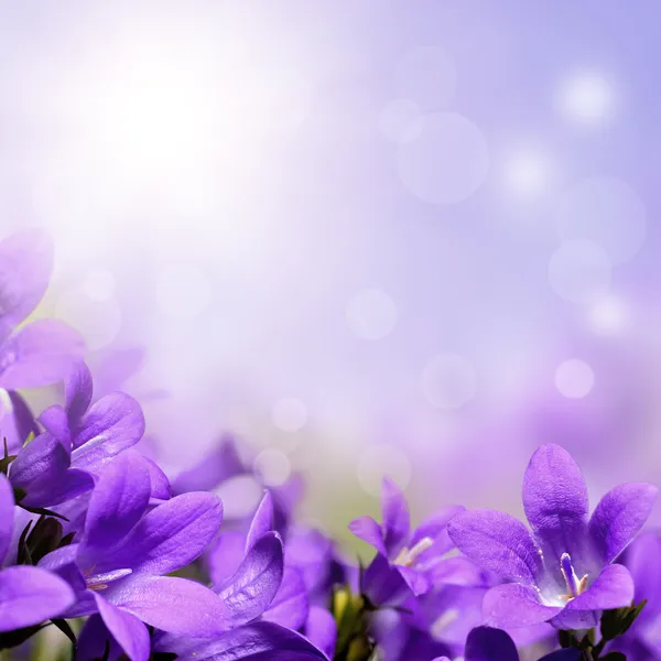 Abstrato roxo flores da primavera fundo — Fotografia de Stock