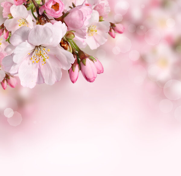 Spring background with pink flowers