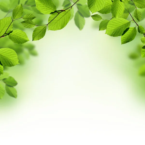 Green leaves border — Stock Photo © Pics4ads #20124793