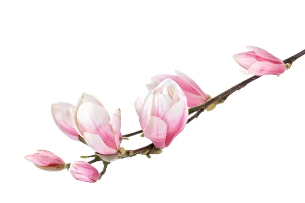 Magnolia bloem branch op een witte achtergrond Stockfoto