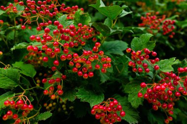 Bir çalılıkta viburum demeti, Ukrayna sembolleri. Bahçede kırmızı meyveler