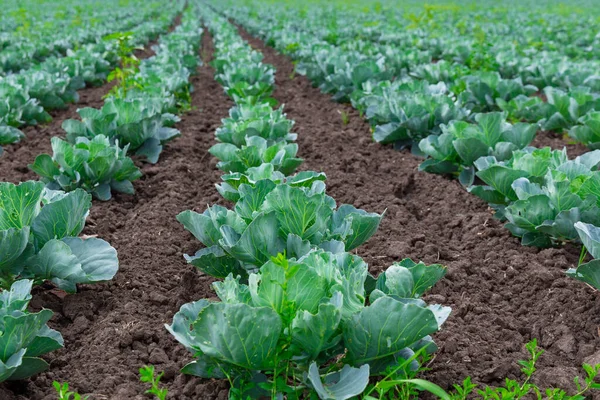 Lechuga Creciendo Jardín Campo Grande Con Col Verde Medio Del —  Fotos de Stock