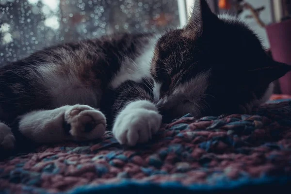 Macska Ablakpárkányon Alszik Háziállatok — Stock Fotó