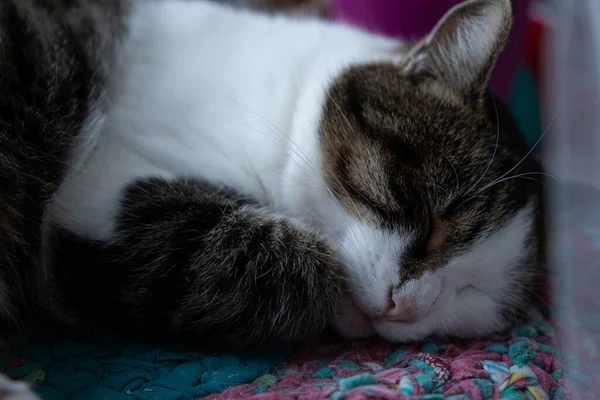 Gato Está Durmiendo Alféizar Ventana Mascotas —  Fotos de Stock