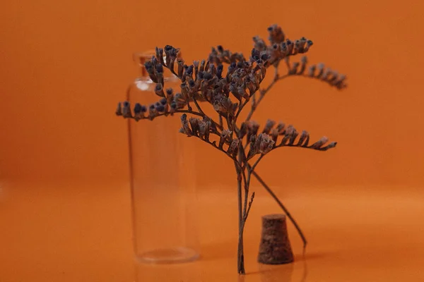 Blumenstrauß Einer Glasvase Ein Zweig Getrockneter Blumen Auf Gelbem Hintergrund — Stockfoto