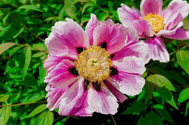 Cam bir vazoda buket, sarı arka planda kurumuş bir çiçek dalı, iç kısımda deko ve durgun hayat, vazoda durgun hayat, küçük bir test tüpünde kurumuş çiçekler, masaüstünde arka plan, iç tarafta çiçekler, güzel natürmort hayat.