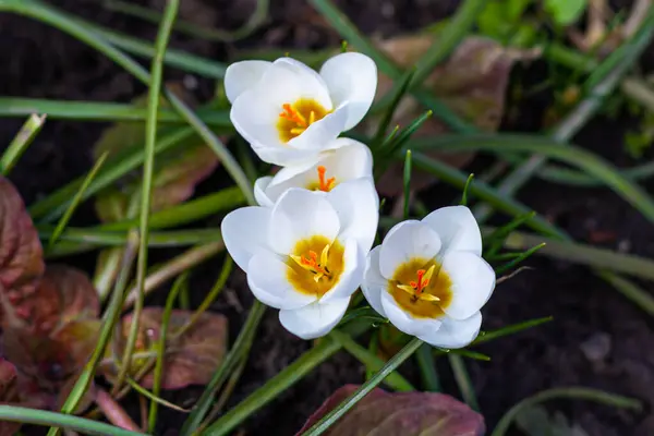 Crocos Brancos Flores Primavera Prímulas Gotas Neve Primavera Chegou Humor — Fotografia de Stock