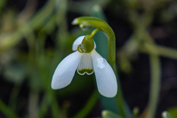 Sneeuwklokje Lenteprimrose Sneeuwklokjes Het Bos Tuin Een Boeket Sneeuwklokjes Voorjaarsstemming — Stockfoto