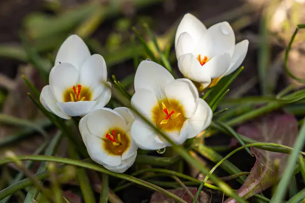 Crocos Brancos Flores Primavera Prímulas Gotas Neve Primavera Chegou Humor — Fotografia de Stock