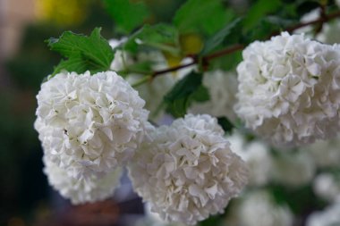 Bahçede beyaz çiçekler, beyaz ortanca püskülleri