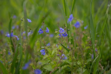 bir tarlada mavi çiçekler