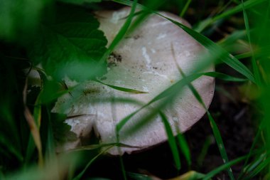 Ormandaki büyük beyaz mantar çimlerde, şampiyon.