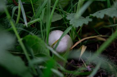 Ormandaki büyük beyaz mantarlar otların içinde, mantarlar