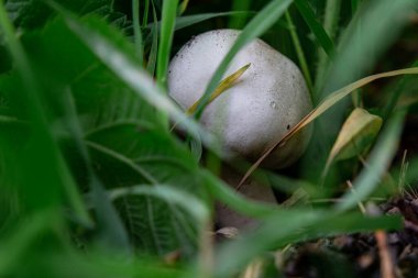 Ormandaki büyük beyaz mantarlar otların içinde, mantarlar