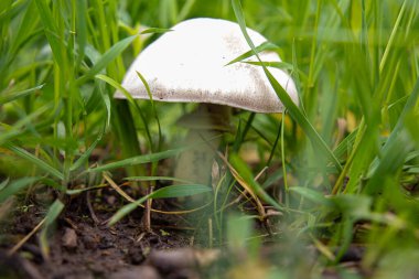 Ormandaki büyük beyaz mantarlar otların içinde, mantarlar