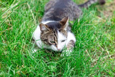 cat on grass, animal