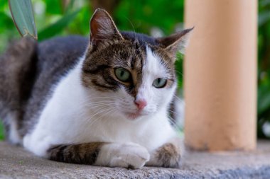 Çimlerin üzerindeki kedi