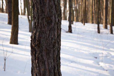 Kalenin kalıntıları, ormandaki eski şato.