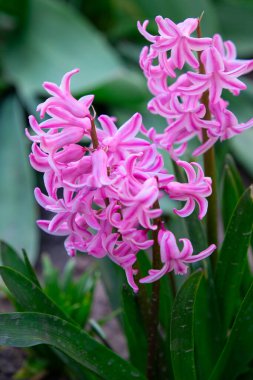 Narin menekşe tarlası, krokus çiçeği bahçesi, ilkbahar çiçekli çiçek bahçesi ve bahçesinde de ilkbahar çiçekleri. Güzel pembe sümbül.