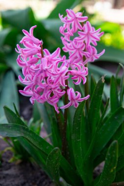 Bahçede bahar çiçekleri. Güzel pembe sümbül.