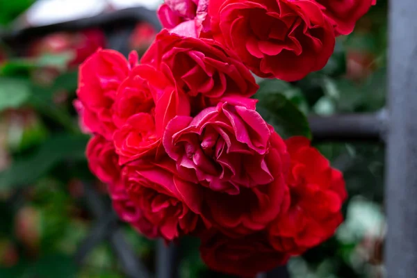 Bunch Red Roses — Stock Photo, Image