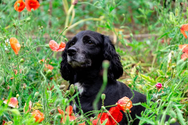 Puppy Gras Zwart Witte Hond Gras — Stockfoto