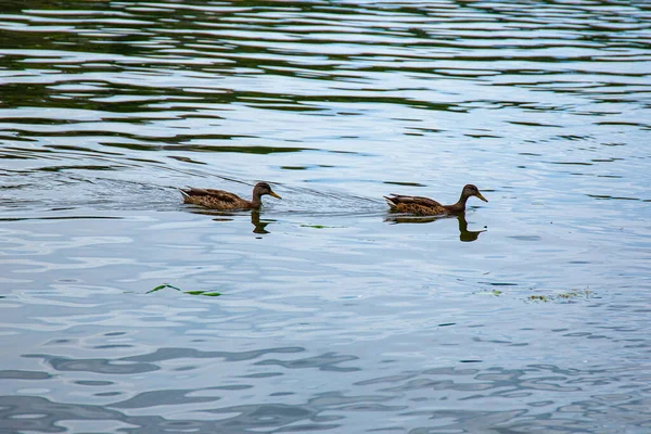 ducks swim on the water, wild birds