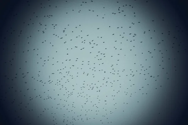 Oiseaux Volent Sur Fond Ciel — Photo