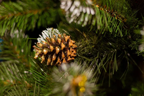 Pine Cones Tree — Stock Photo, Image