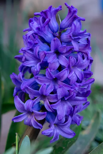 Нежный Фиолетовый Крокус Цветочный Сад Крокус Весенний Цветок Нежный Фиолетовый — стоковое фото
